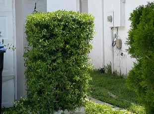 Gloria S.'s Bush Trimming service result