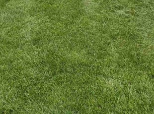 Ashley H.'s turf maintenance service result