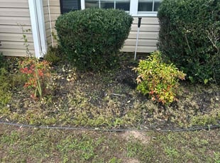 Chantiia F.'s Bush Trimming service result