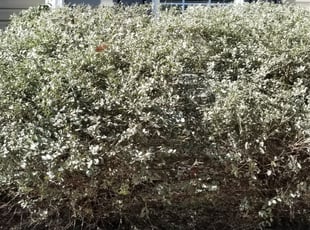 Vikki P.'s Bush Trimming service result