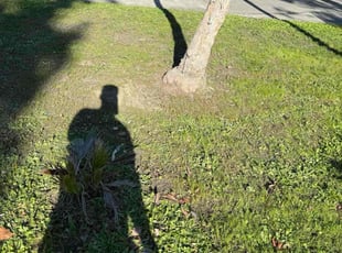 Clayton M.'s lawn service service result