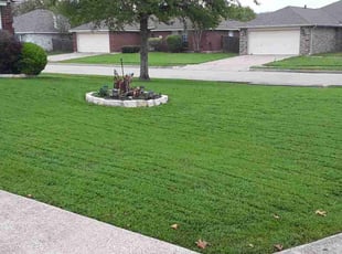 Bob M.'s grass maintenance service result