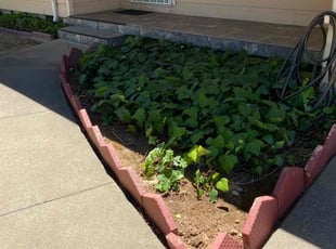 Semir L.'s Bush Trimming service result