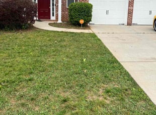 Nedra N.'s Bush Trimming service result
