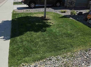 Thomas C.'s lawn care services service result