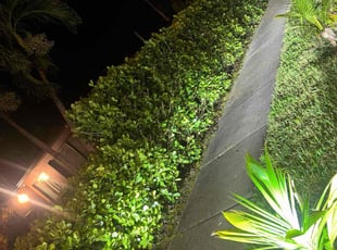 Alina G.'s Bush Trimming service result