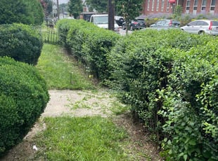 Craig P.'s Bush Trimming service result