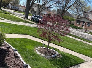 Crystal H.'s grass cutting service result