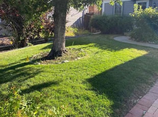 Tiffany D.'s grass cutting service result