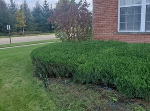 Sharlene W.'s Bush Trimming service result