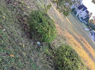 Rosemary D.'s lawn maintenance service result