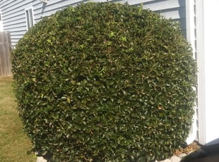 April A.'s Bush Trimming service result