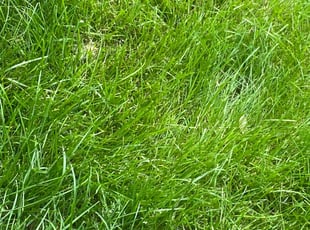 Emmett W.'s turf care service result