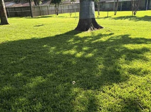 Kenneth L.'s lawn care service result