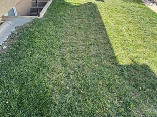 Danny H.'s grass cutting service result