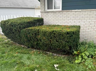 Shaun J.'s Bush Trimming service result