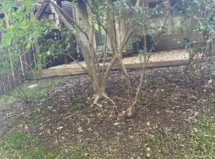 Tania T.'s grass maintenance service result