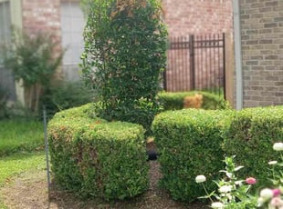 Jonathan H.'s Bush Trimming service result