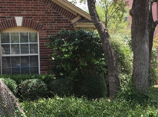 Lin L.'s Bush Trimming service result