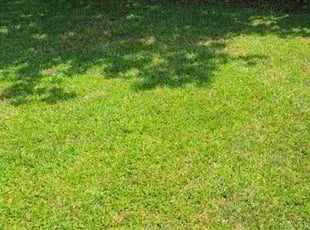 Elizabeth M.'s grass cutting service result