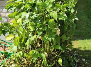 Rhonda Q.'s lawn care service result