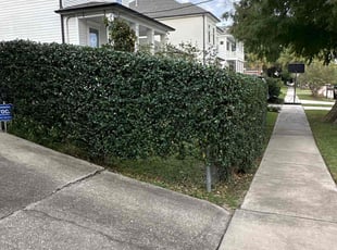 Brendan B.'s Bush Trimming service result
