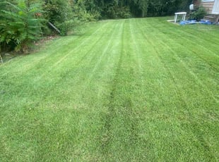 Michael V.'s turf care service result