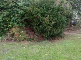 Kim B.'s Bush Trimming service result