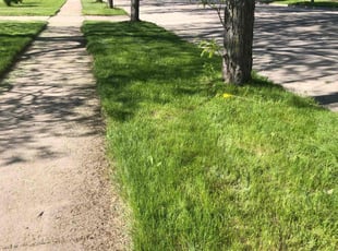 Tim D.'s turf care service result