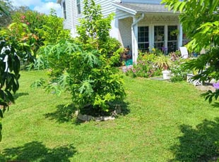 Christopher K.'s grass maintenance service result