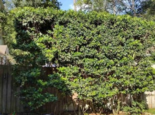 Charles K.'s Bush Trimming service result
