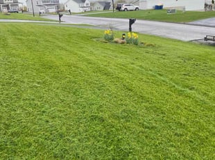 Raquel M.'s lawn care service result