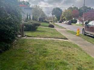 Candia T.'s grass cutting service result