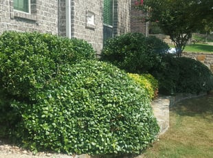 Benjamin O.'s Bush Trimming service result