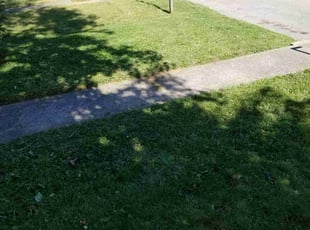 Iliana T.'s grass maintenance service result