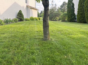 Crystal F.'s lawn care services service result