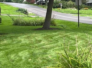 Mike B.'s turf maintenance service result