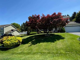 Anthony M.'s turf maintenance service result