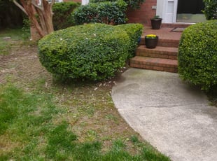 Carol M.'s Bush Trimming service result