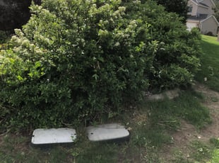 Nichole T.'s Bush Trimming service result