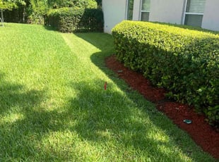 Hung P.'s turf maintenance service result