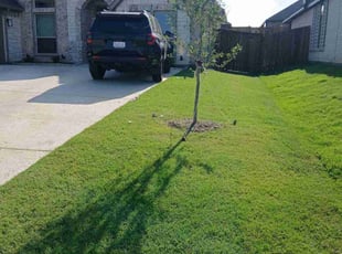 James Z.'s lawn care service result