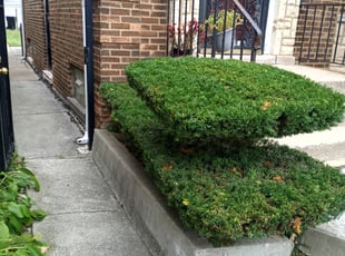 Nobuyasu S.'s Bush Trimming service result