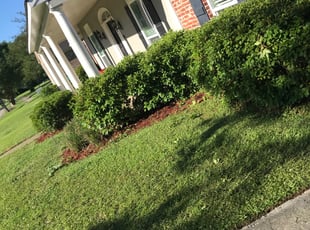 La'Lani M.'s Bush Trimming service result