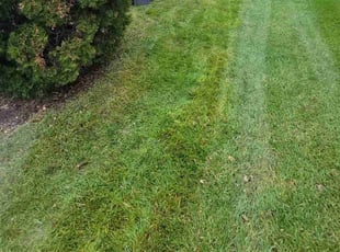 Louis A.'s grass cutting service result