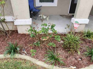 Bonnie P.'s Bush Trimming service result