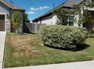 Dave M.'s Bush Trimming service result