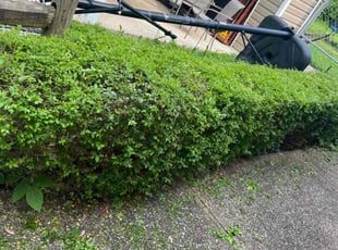 Towneer G.'s Bush Trimming service result