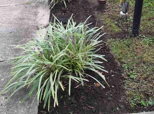 Jannece L.'s Flower Bed Weeding service result