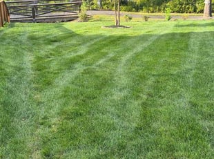 Richard H.'s grass cutting service result